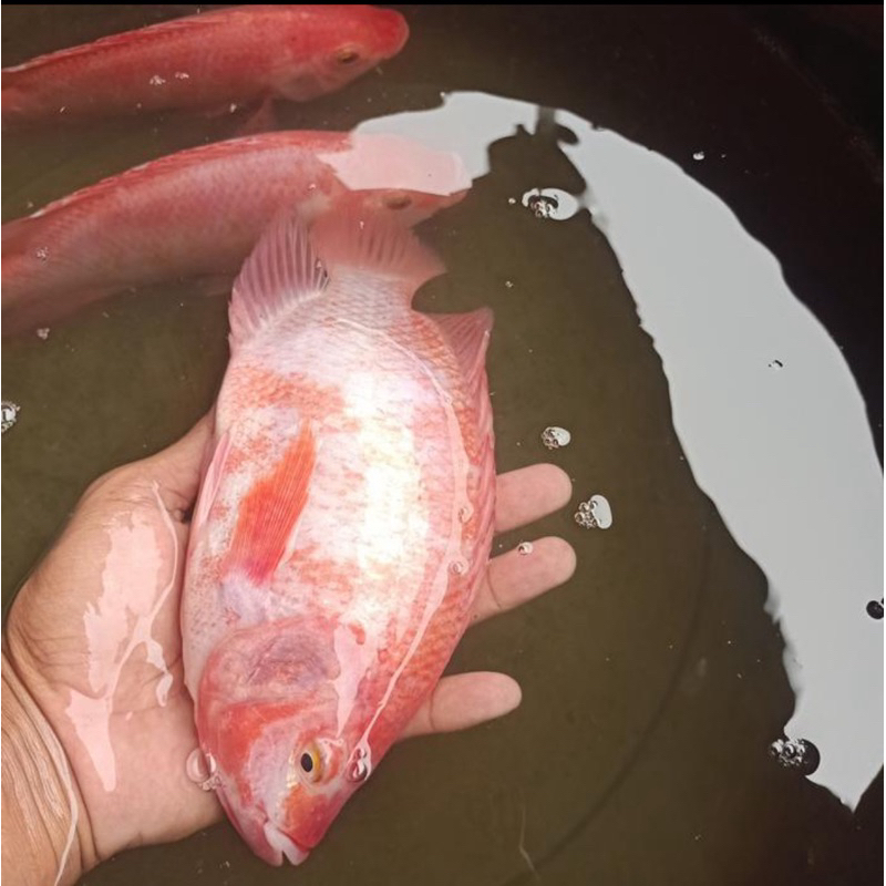 indukan nila merah super paket 6 ekor