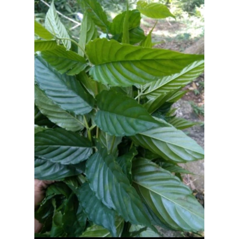 

Daun aprika 1kg