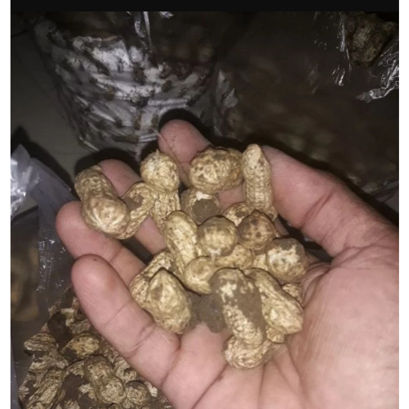 

Kacang Tanah Mentah Basah Fresh Panen Langsung 1 Kg