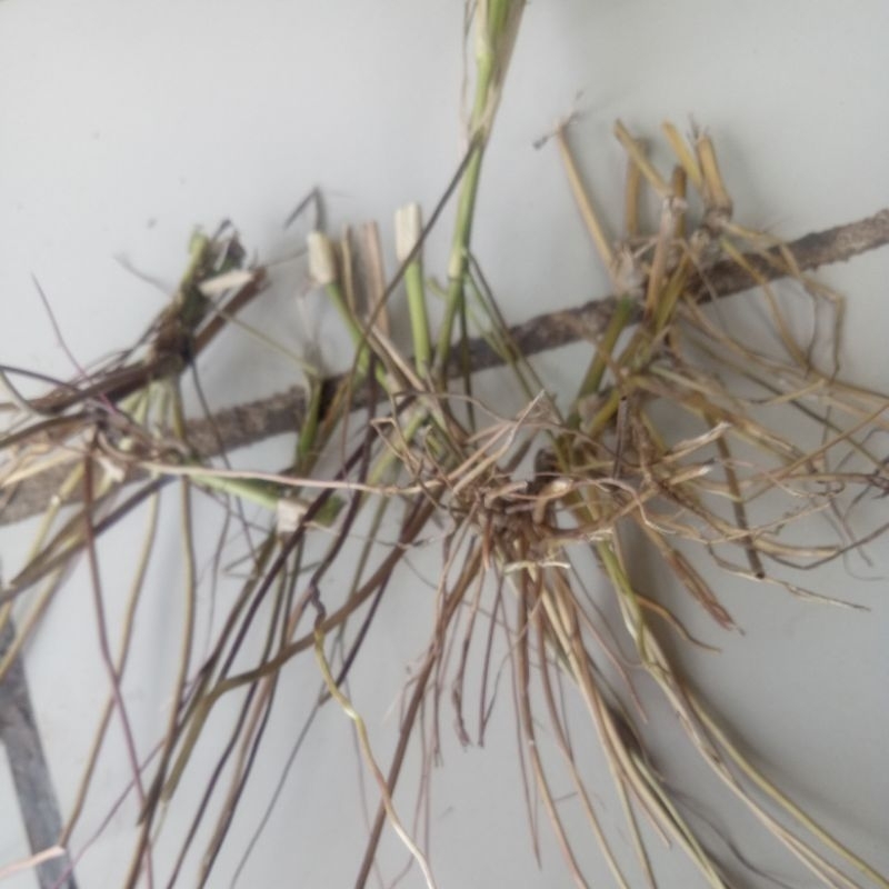 

akar alang-alang obat herbal alami mengatasi smuah jenis penyakit harga per 500 gram