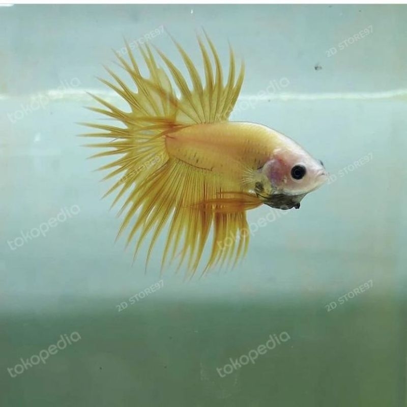 ikan cupang CT YELLOW( CROWNTAIL KUNING) GREAD A