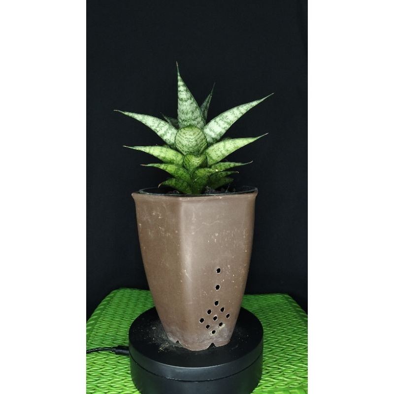 sansivera hybrid farel