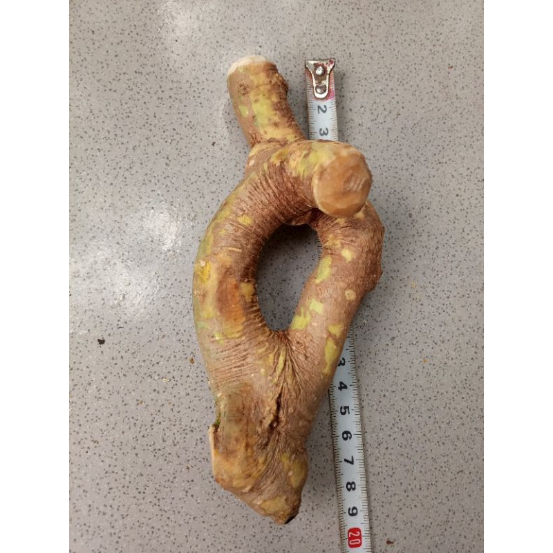 akar oyot mimang alami.koleksi .pagar rumah dll