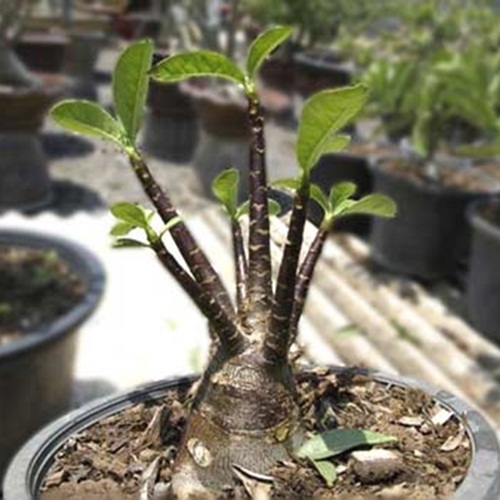 Green Earth - Bibit Benih Biji Black Somalense Adenium Arabicum - Bibit Tanaman Bunga Black Adenium 