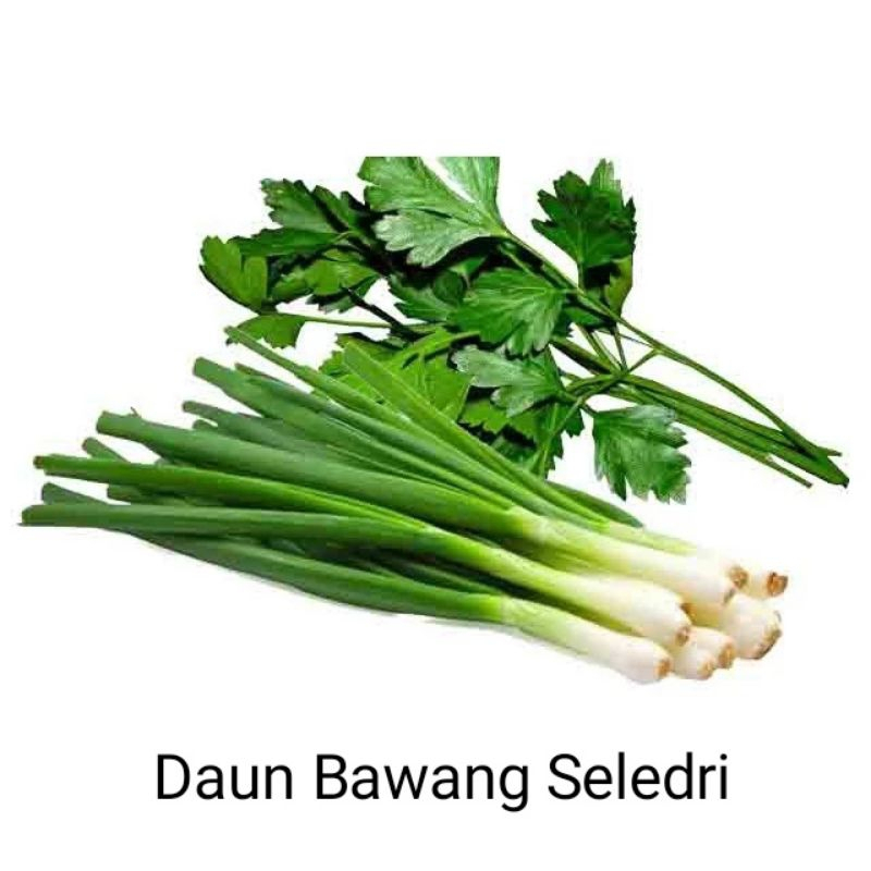 

Daun Bawang Seledri Fresh Sayuran Daun Lalapan Segar Sayuran Batang Bahan Masak Termurah