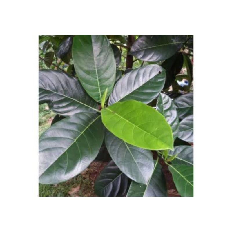 

Daun nangka fres/kering untuk kesehatan 100% organik