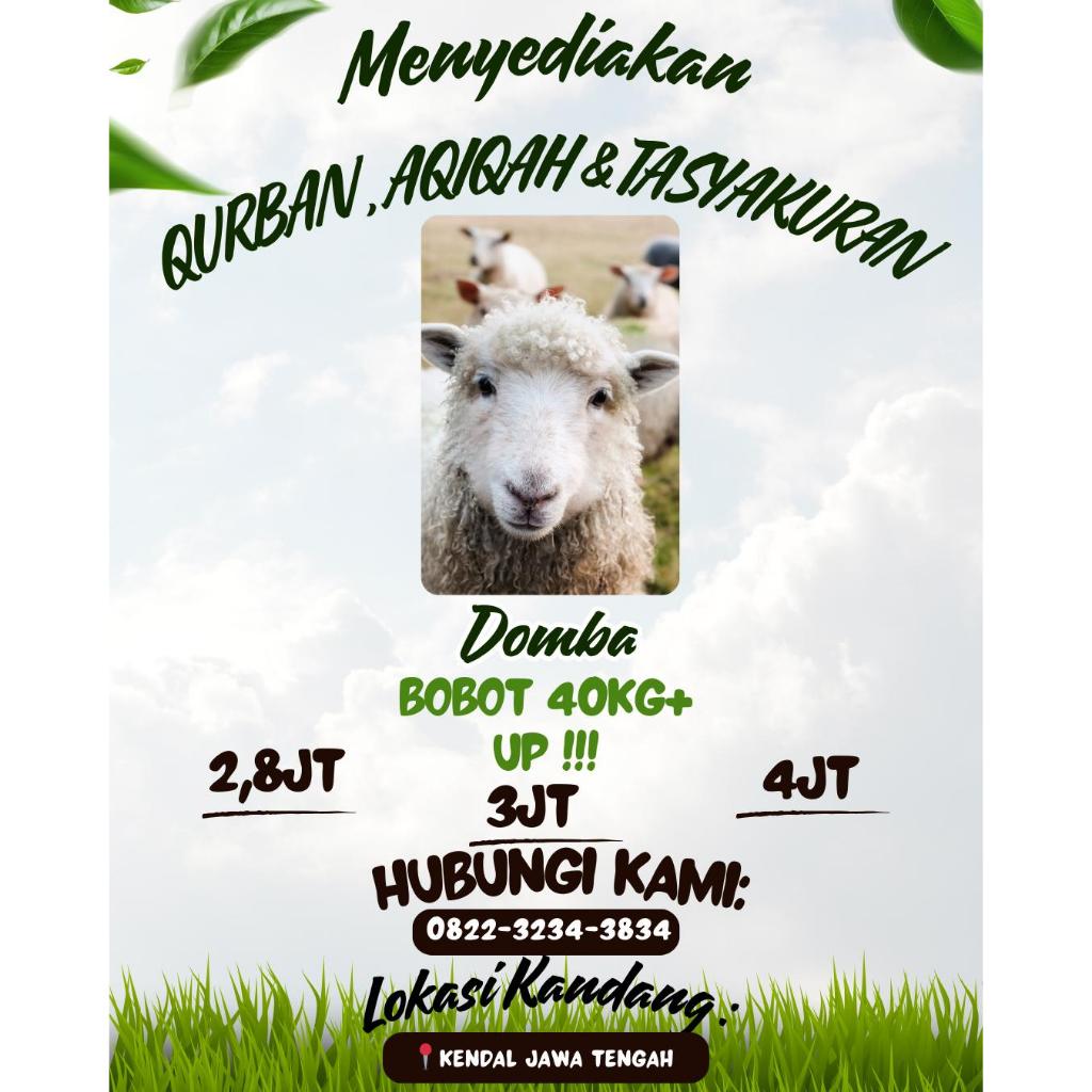 Domba Qurban Domba Aqiqah Domba Tasyakuran BOBOT 40Kg UP