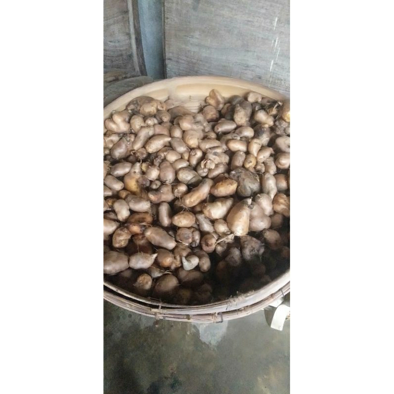 

Gembili ketan kudus /kg