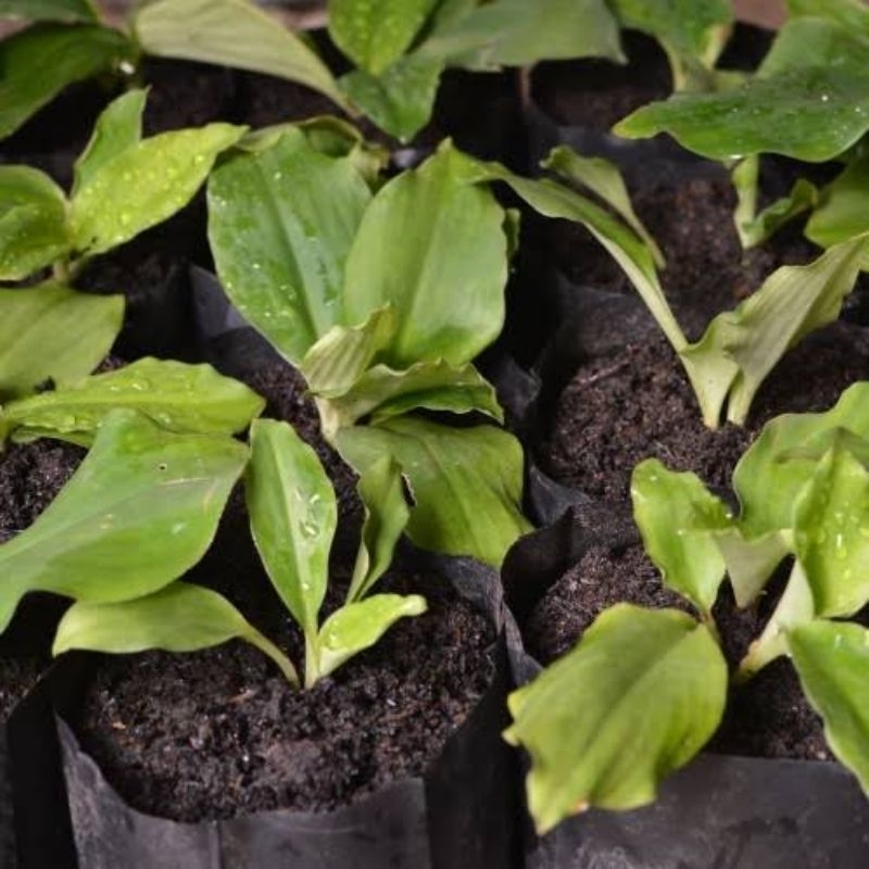 

Kencur Segar / Kencur Fresh 250 gram