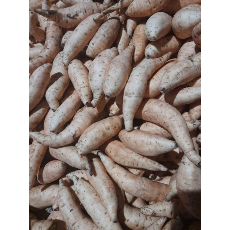 

BABY UBI CILEMBU- UBI CILEMBU 1 KG ISI BANYAK 12-14