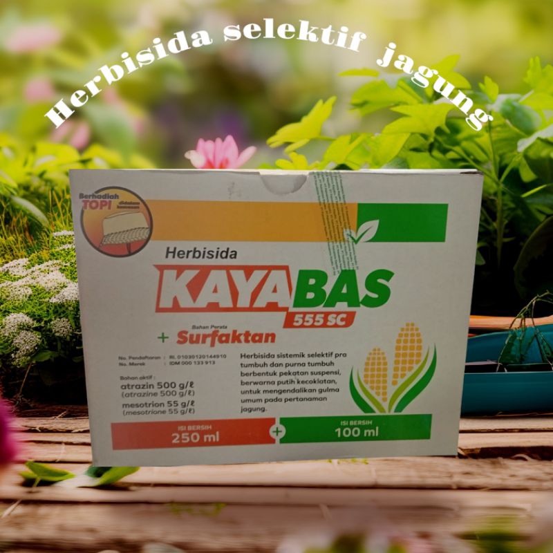 kayabas 500ml herbisida jagung
