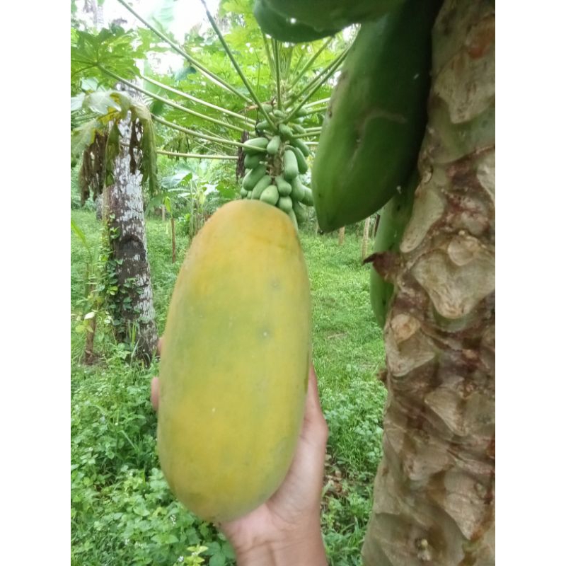 

pepayaCalifornia