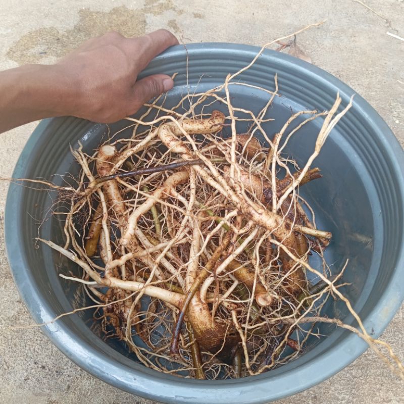 

Akar pecut kuda atau jarong segar 250 gram