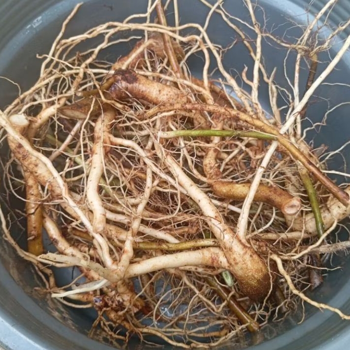 

akar pecut kuda atau jarong segar 1 kg