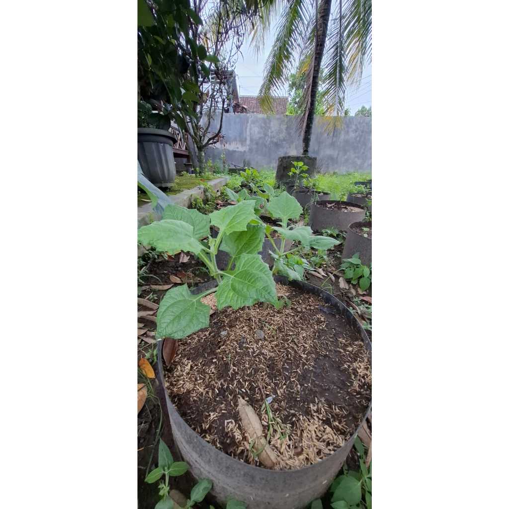 Raflezia Bibit Umbi Yakon Valid Siap Tanam Bisa Seluruh Indonesia