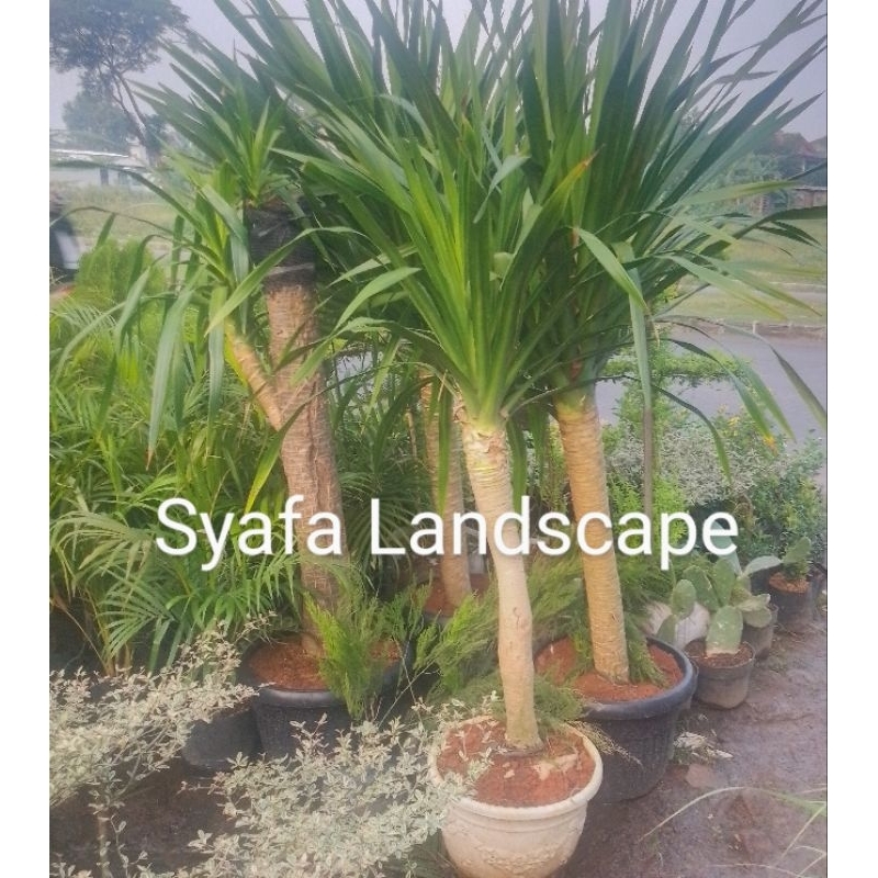 tanaman hias pandan bali ukuran 1,5 meter batang besar