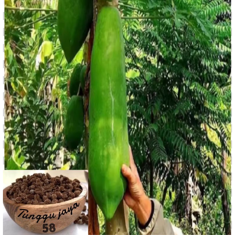 100 BUTIR BIJI PEPAYA RAKSASA biji benih pepaya super