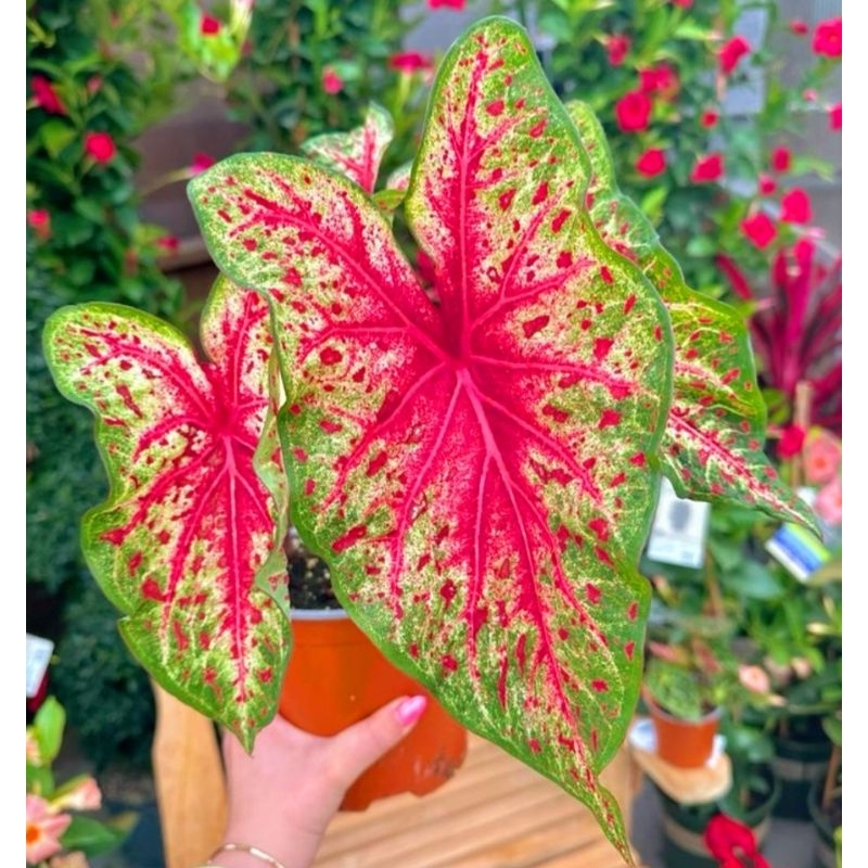 ( BISA COD ) Caladium Red Flash Keladi Hias Red FlashTanaman Hias Keladi Murah Meriah / Keladi Merah