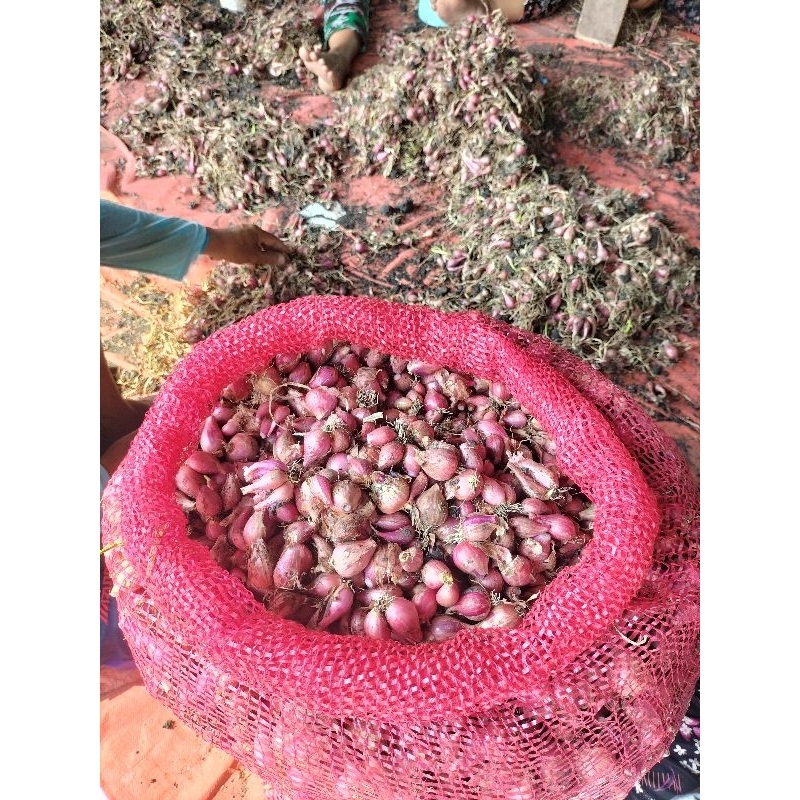 

bawang merah murah sedang nganjuk
