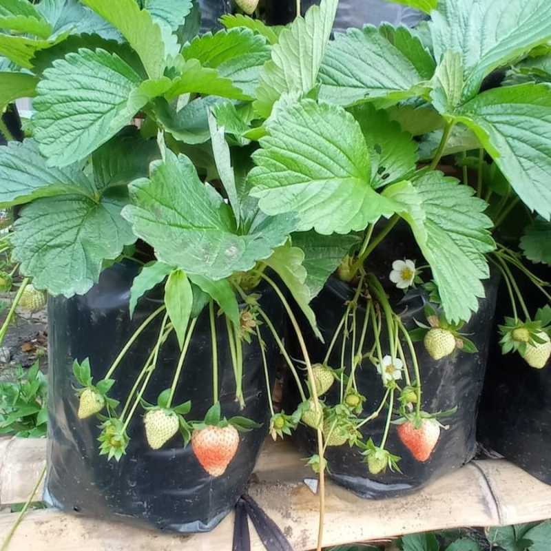 Bibit Tanaman Strawberry Mencir Dataran Rendah Kondisi Siap Berbunga dan Berbuah