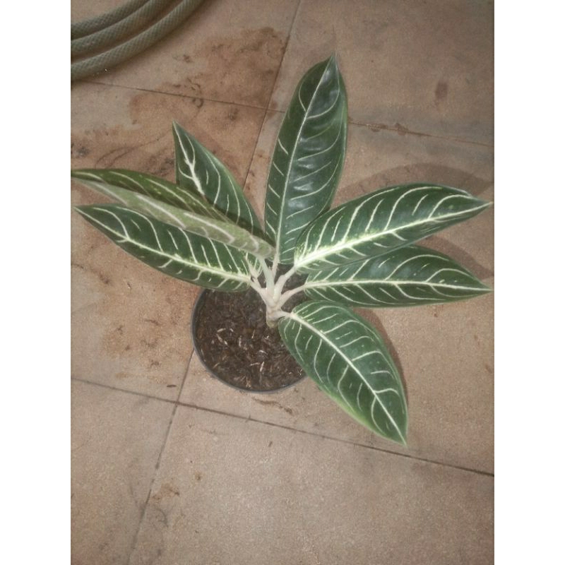 PRIDE OF SUMATRA (POS WHITE)