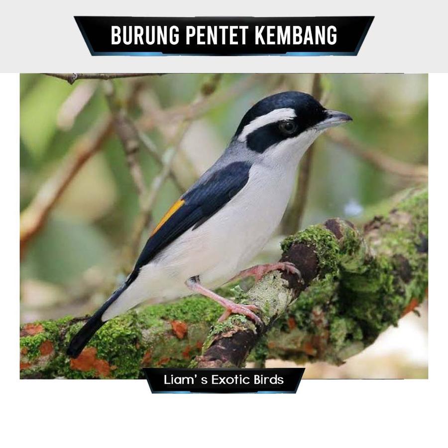 Burung Pentet Kembang Pilihan Jantan