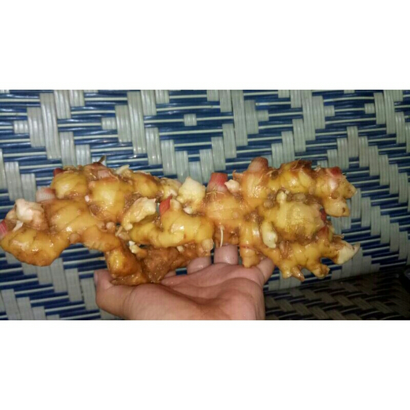 

OBRAL Jahe emprit 1kg 15000