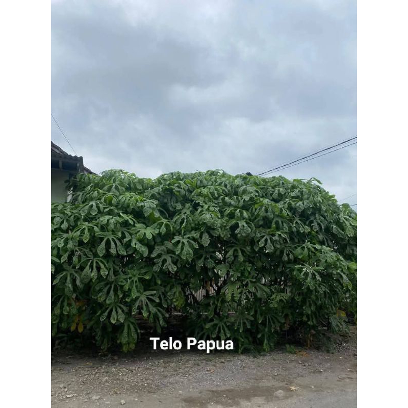 

TELO PAPUA ISI 25 BTG