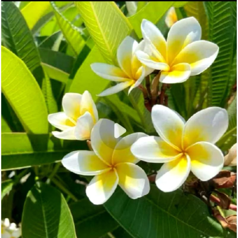 POHON BUNGA KAMBOJA BALI PUTIH KUNING TINGGI 50cm - TANAMAN HIAS BUNGA KAMBOJA BALI PUTIH KUNING