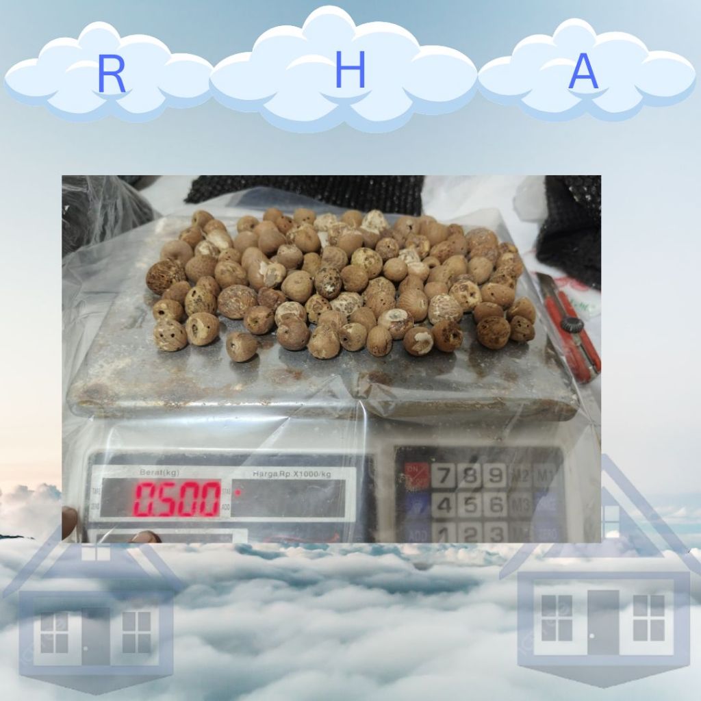 

Pinang Tua Kering untuk obat Herbal dan Pewarna
