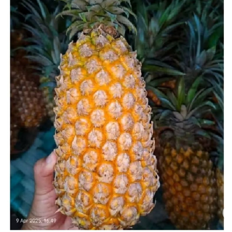 bibit nanas madu Kelud jumbo
