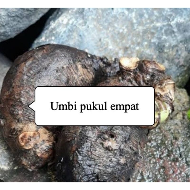 

Umbi bunga pukul empat segar bisa bibit 250 gram-az