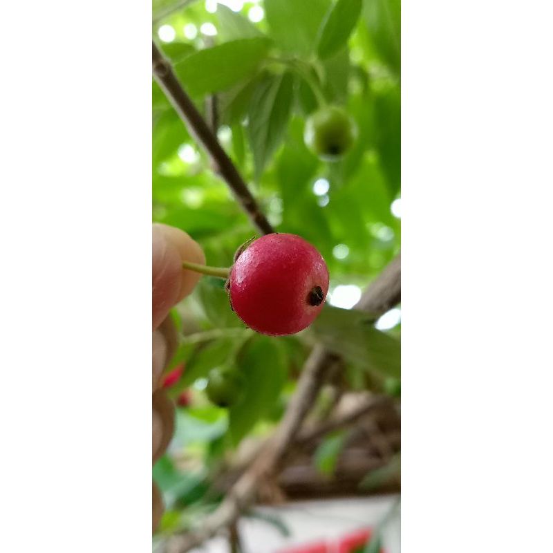 

Buah Kersen / Talok Cerry / Kersem / Kerukup siam