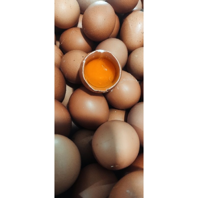 

Telur negri omega 3 dari japfa