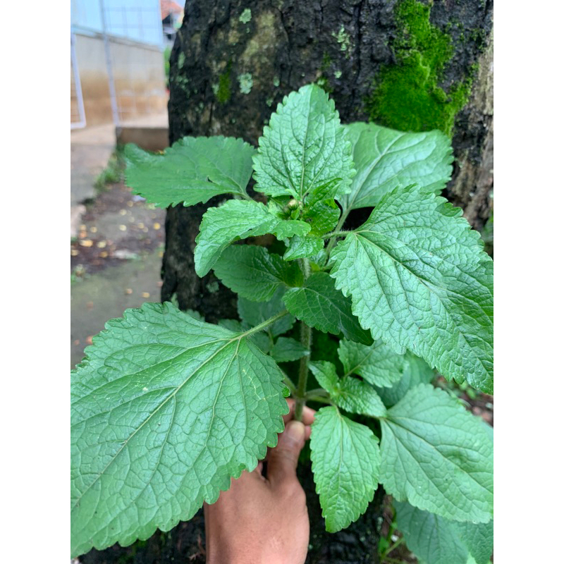 

daun bandotan/babadotan segar petik langsung 1kg