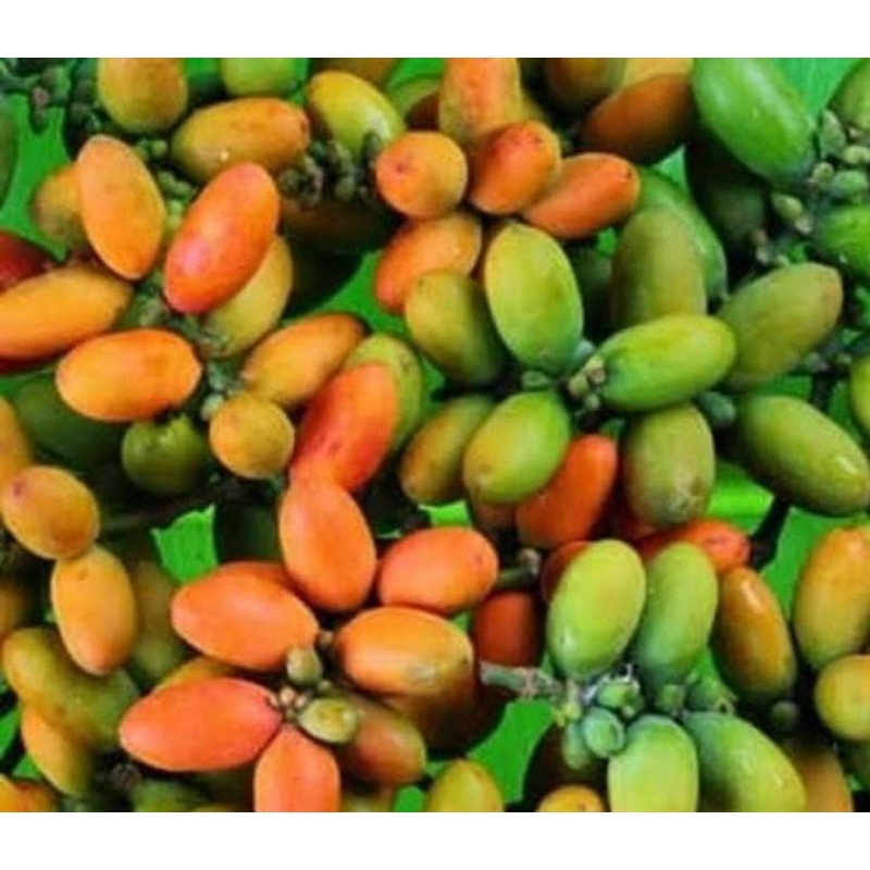 

Melinjo/buah melinjo