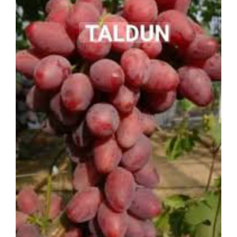bibit anggur taldun