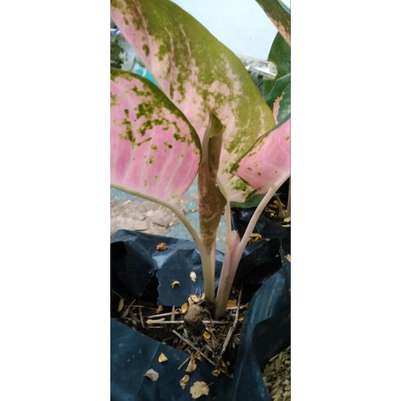 aglonema kochin tanaman hias (beli 2, bonus aglo sri rejeki beras tumpah rimbun)