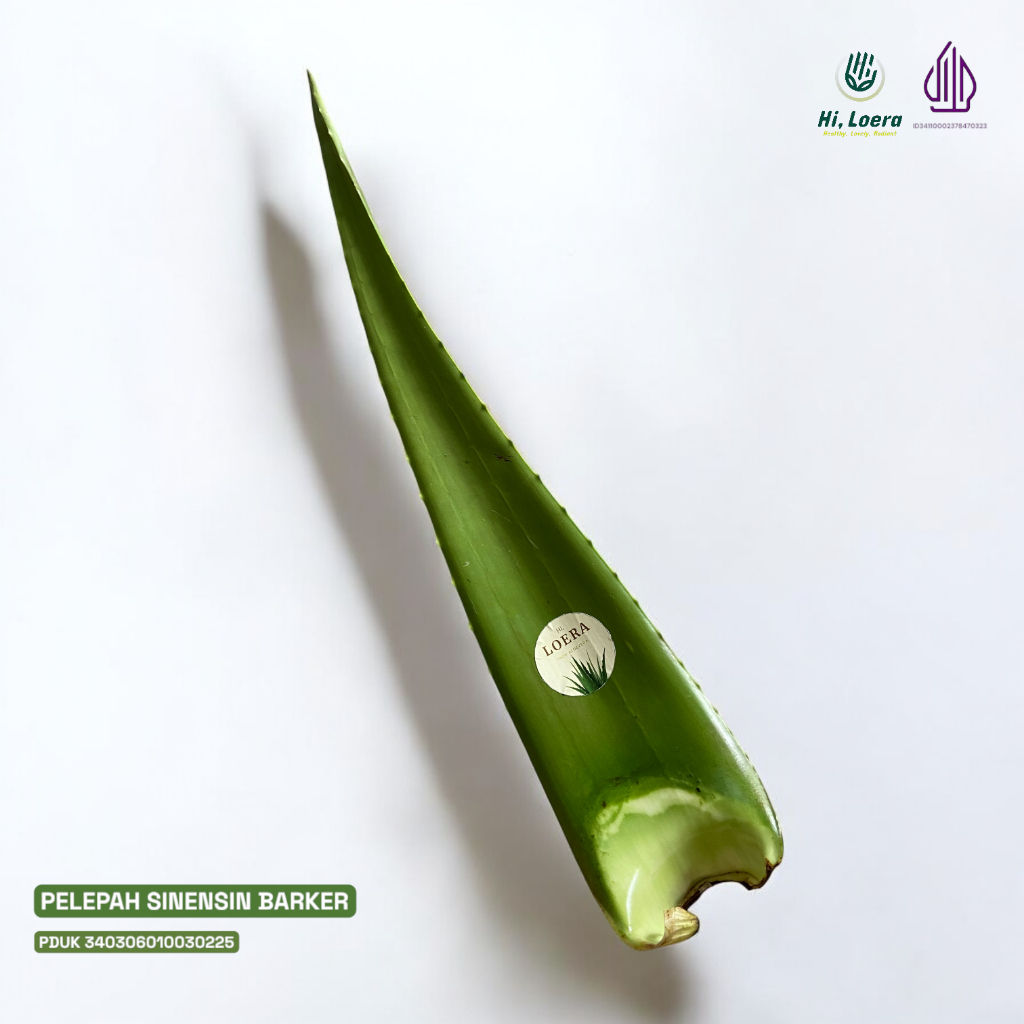 

Pelepah Batang Daun Lidah Buaya Aloe Vera Aloevera Leaf Jumbo Pontianak A+ super Ukuran 700 Gram up