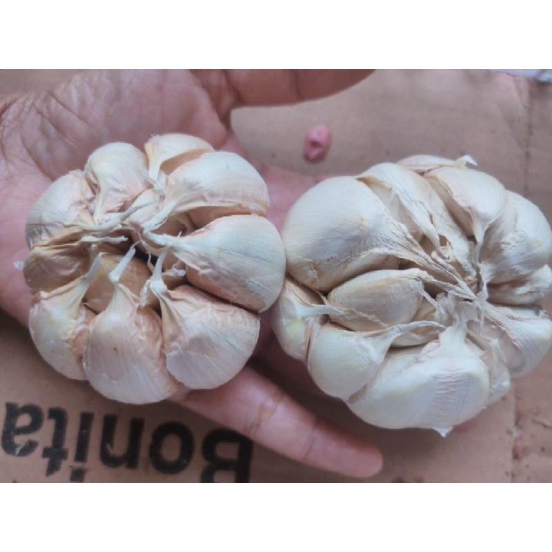

Bawang Putih Sinco
