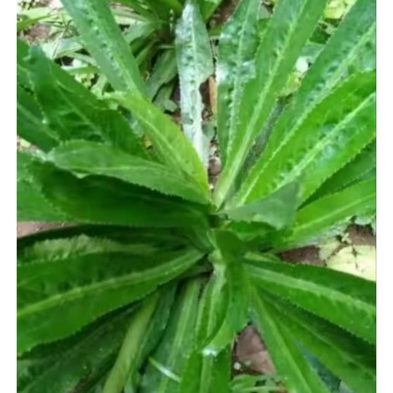 

Daun walang sangit 500 grm