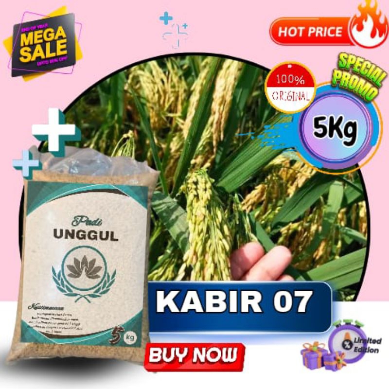 benih padi Kabir benih padi berkualitas super benih padi unggul dalam kemasan 5kg
