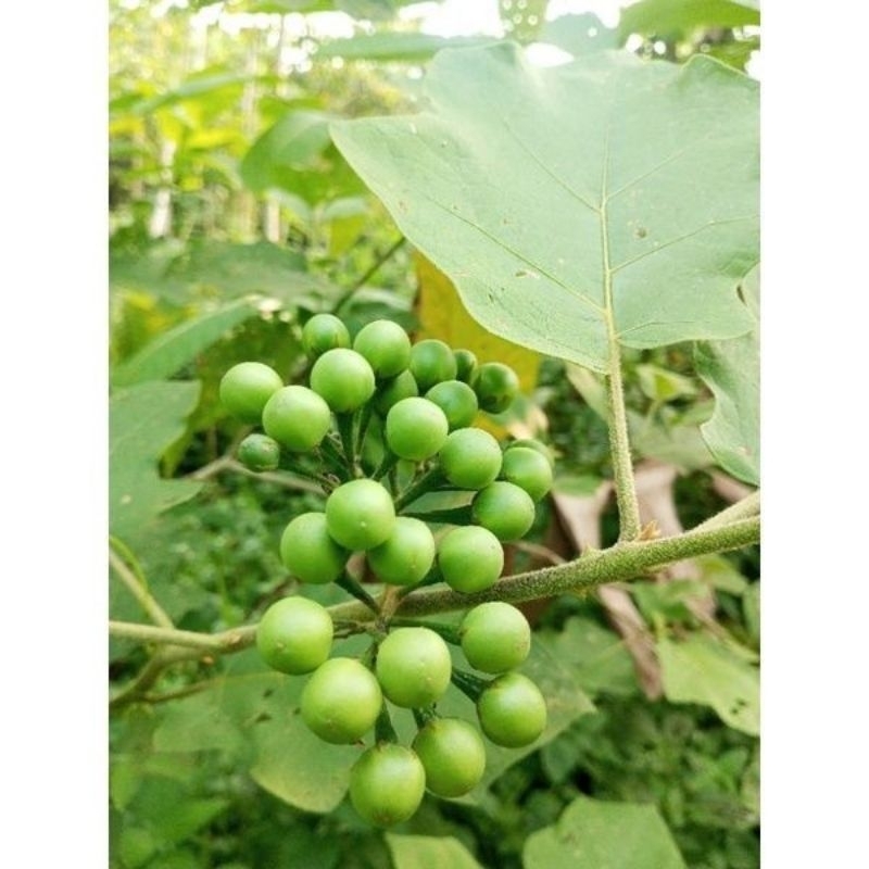 

Buah Tekokak/Takokak Segar Di Ambil Langsung Bila Ada Orderan Masuk 500gram