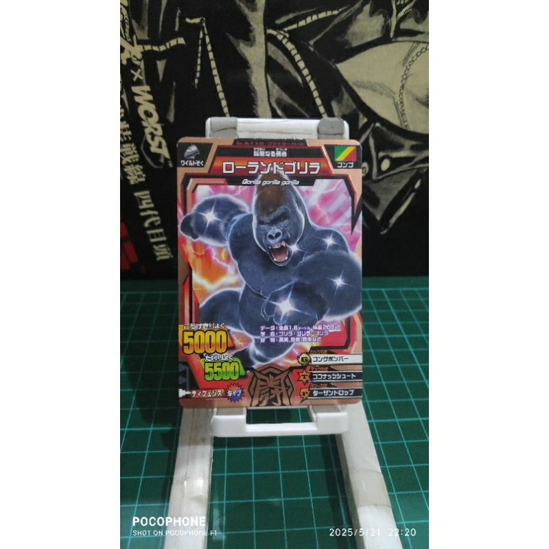 kartu animal kaiser  bronze lowland gorilla japan