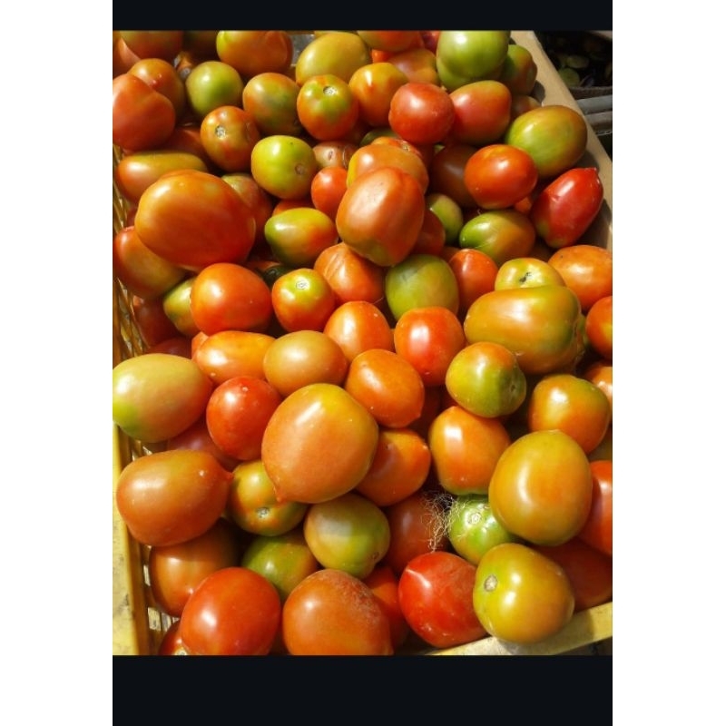 

tomat sayur/komsumsi fress 500gram