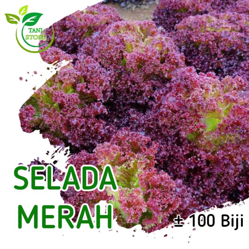 

Benih Selada Merah Keriting Red Isi ± 100 Biji