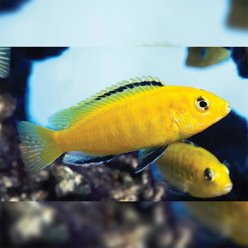 Ikan Hias Cichlid Lemon / Ikan Hias Air Tawar / Malawi Cichlid