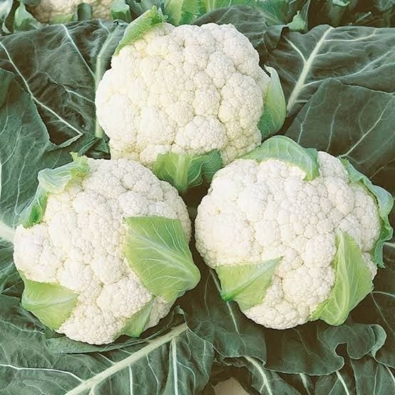 

kembang kol sueger/ selalu fresh 500gr