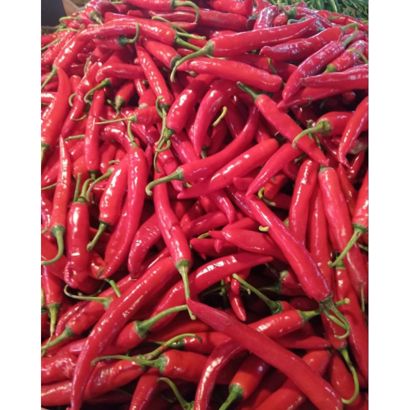 

cabe merah besar/Tw merah