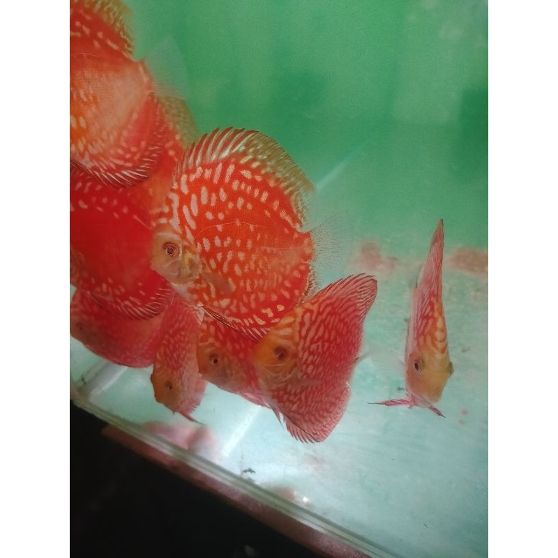 DISCUS RED RAFLESIA QUALITY SHOW